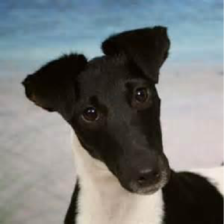 A dog photographed close up